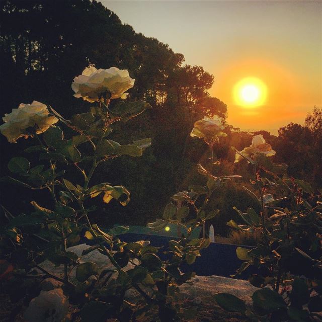  sunset  nature  naturelovers  white  flowers  green  pine  trees ... (South of Lebanon)