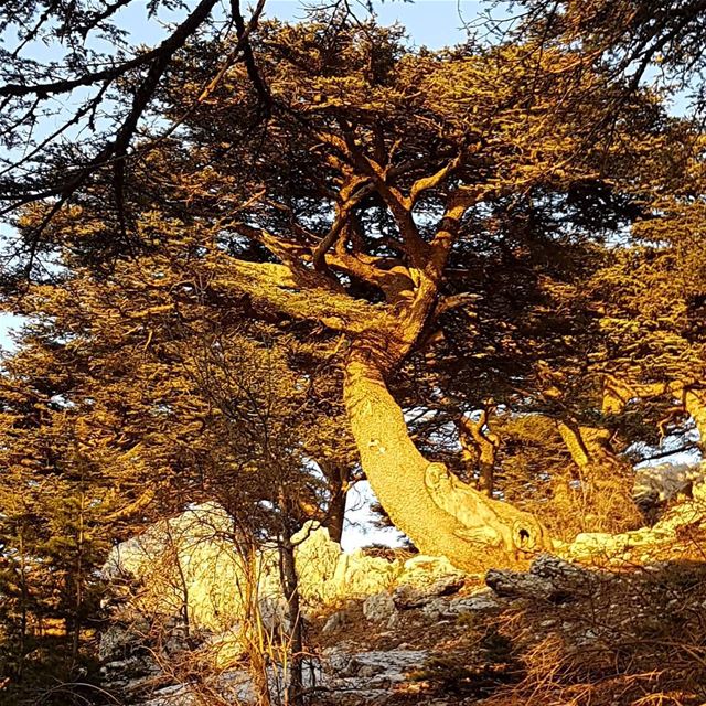 Sunset on the majestic cedar trees in Maasser el Chouf ! tourlebanon ... (Chouf)