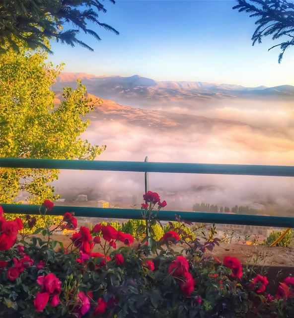  sunset roses 🌹🌅🙏_______________________________________ ehden ... (Saydet El Hosn - Ehden)