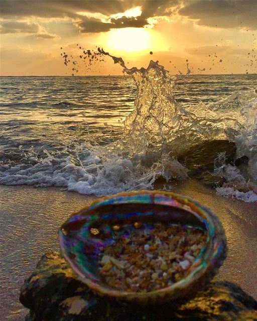 🌅 .. sunset  shells  livelovetyre  naqoura  tyrepage  macro  closeup ...