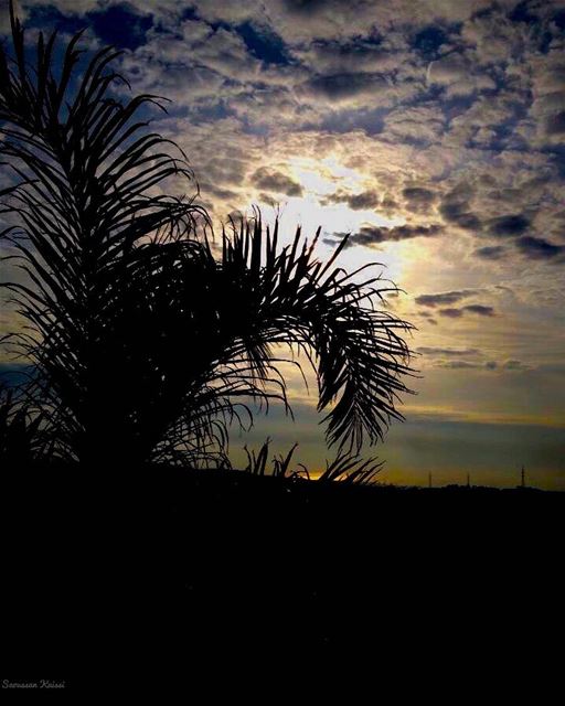  sunset  sky  clouds  tree  sea  beautiful ...