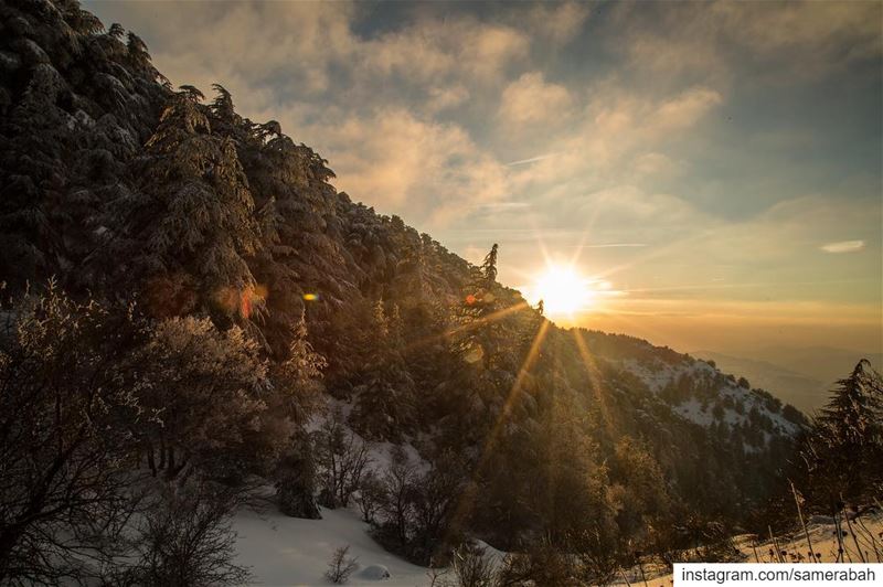 Sunset........... snow  forest  reserve  sunset  sunrays  sky ... (Al Shouf Cedar Nature Reserve)