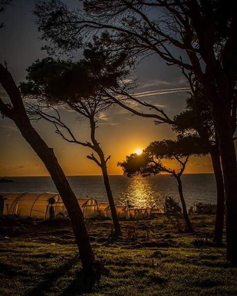  sunset  sunset🌅  nature  sea  trees  sun  sky  clouds  forest  grass ... (Saïda, Al Janub, Lebanon)