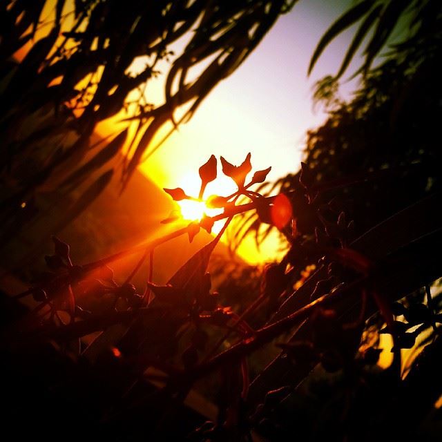  sunset sunsets shadetree  sunset_pics sunsetlovers  sunsetlove shadows...