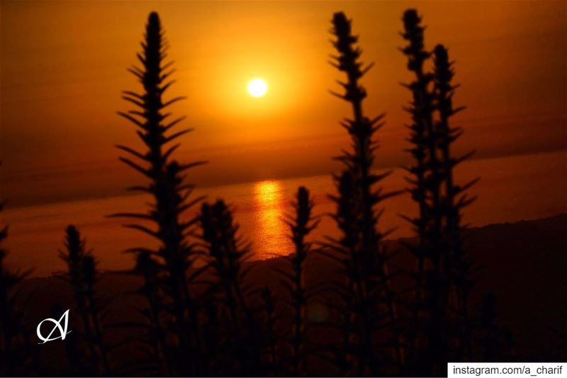 Sunset time from Roum-Jezzine sunset  sun  clouds  sky  flowers  sea ... (Roûm, Al Janub, Lebanon)