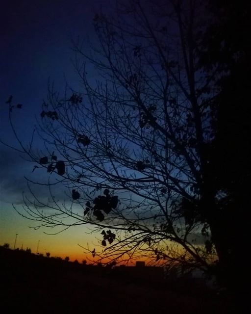  sunset  today  colors  tree...