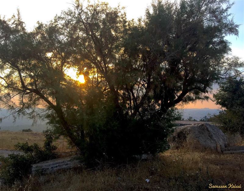  sunset  tree  nature  colors ...