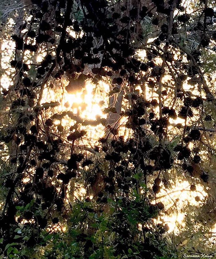  sunset  trees  pinetrees  beautiful ...