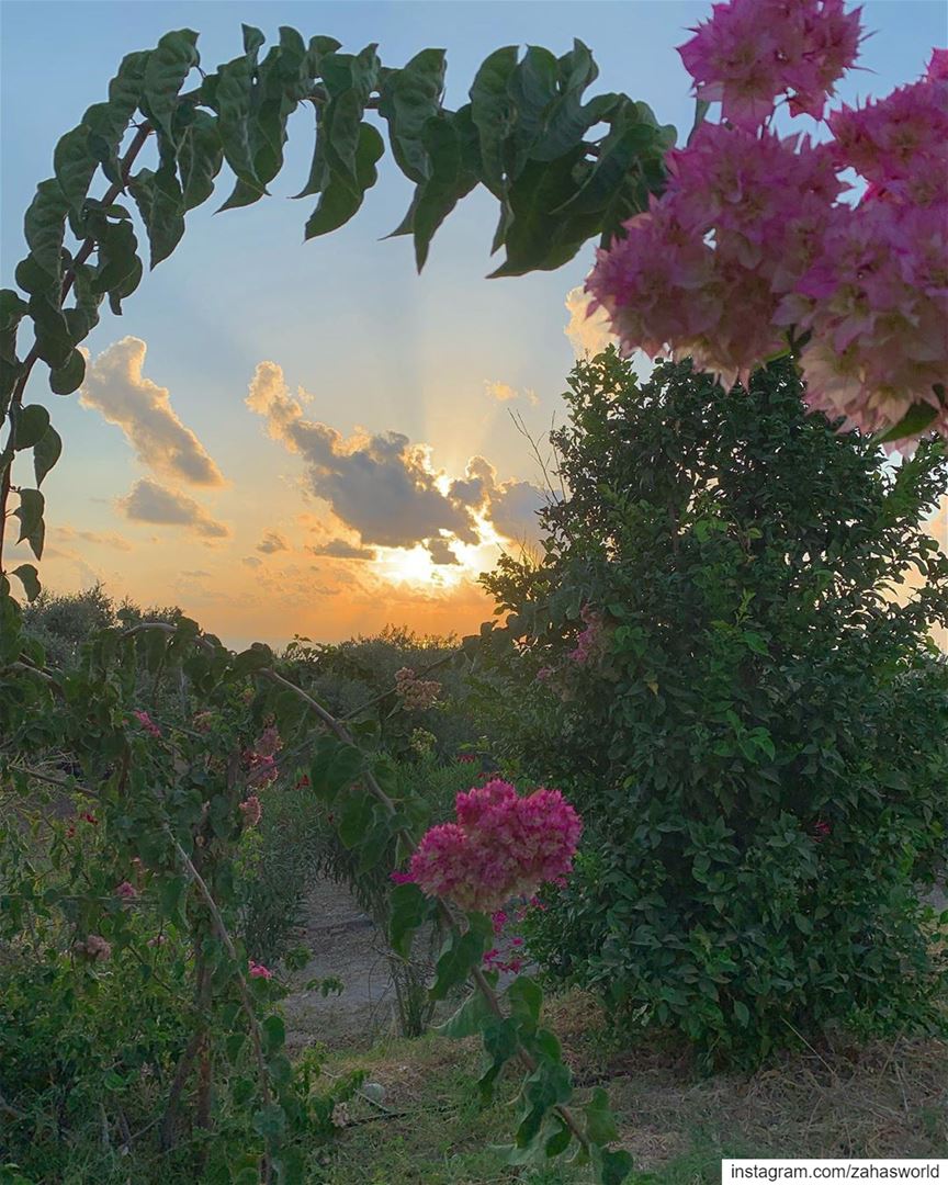 🌸 🌅 🌸.. sunset view flowers picoftheday  instapic lebanon beirut... (Saïda, Al Janub, Lebanon)
