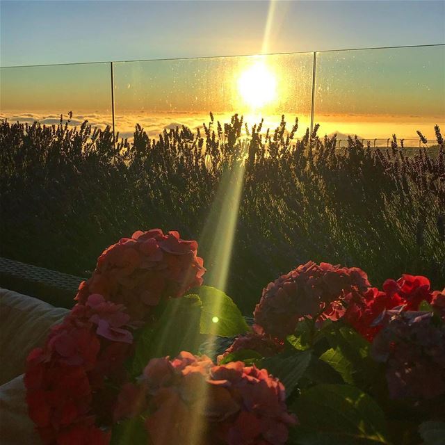 🌺🌤.. sunset whatsuplebanon  instalebanon  lebanon  picoftheday  flowers... (Lebanon)