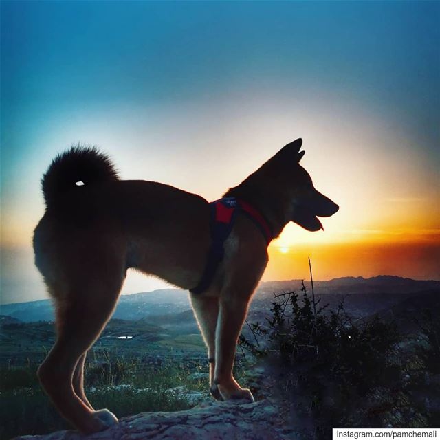  sunsets and Jäger 🔥🐶The Shiba Inu dog breed was originally bred to... (Qanat Bakish, Mont-Liban, Lebanon)