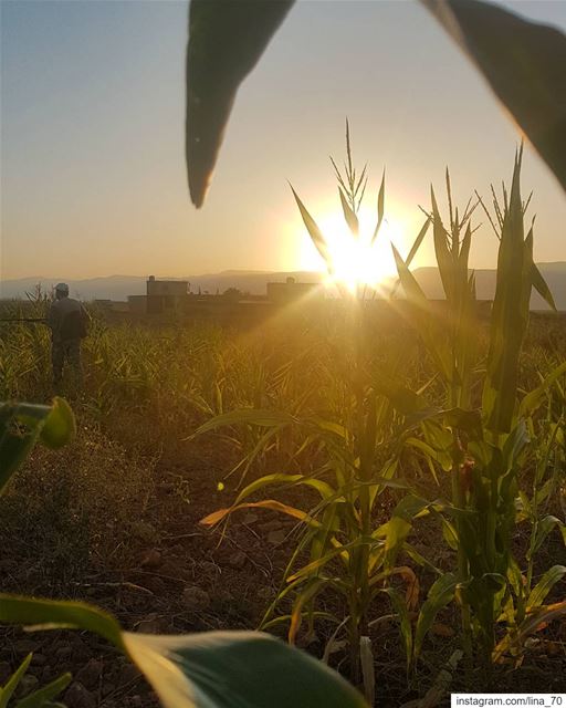 Sunsets, like childhood, are viewed with wonder not just because they are... (El Kaa, Béqaa, Lebanon)