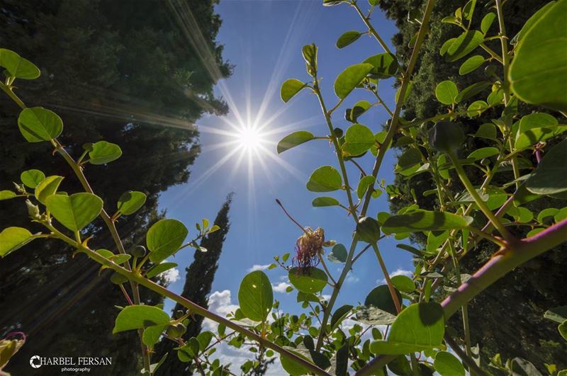 Sunshine Baby 🌞www.charbelfersan.com - © All rights reserved  tb ...