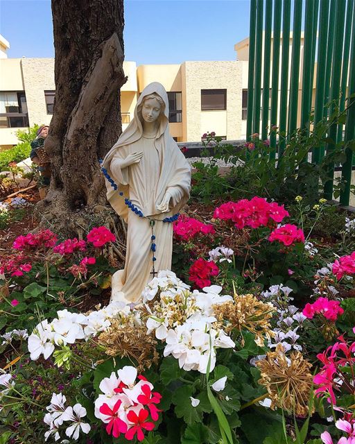 Surrounded by beauty 🙏🏻🌸😇-- peace beirut lebanon tuesday instagram... (Beirut, Lebanon)