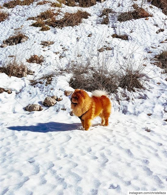 Surveying his kingdom 🐶👑...... hikingwithdogs  adventuredog ... (Al Shouf Cedar Nature Reserve)