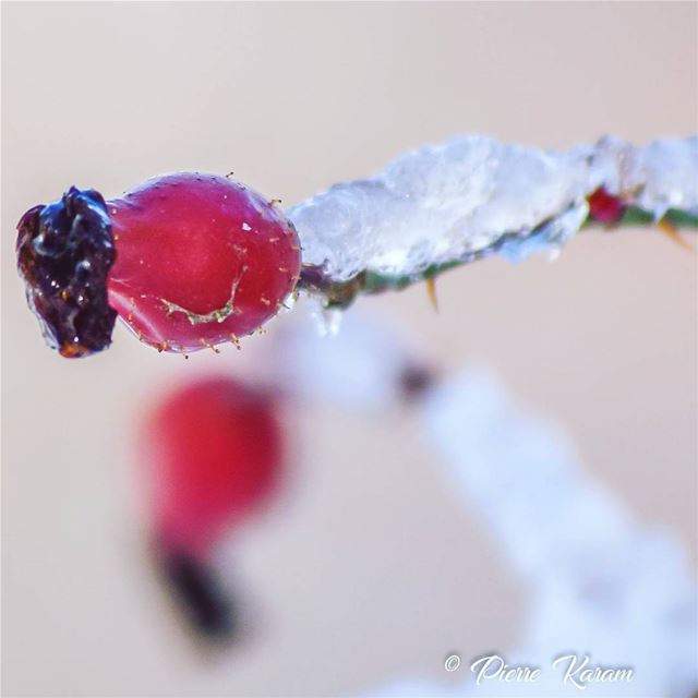  survivor in the  ice  lebanon  lebanese  mountain  cold  winter ...