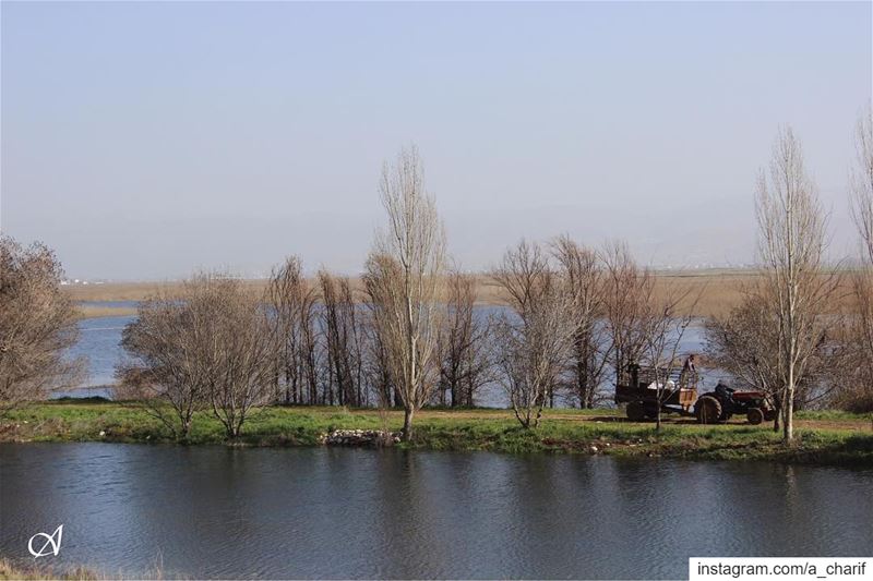  swamp  wetlands  ammiq  ammiqreseve  water  trees  agriculture  lebanon ... (`Ammiq, Béqaa, Lebanon)