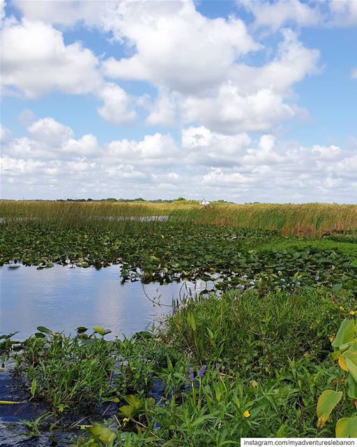 Swamps are beautifully scary 🐊🛶 myadventureslebanon  wildlife ... (Florida)