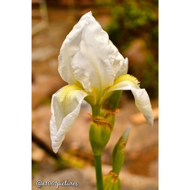 Sweet little Sunday!... flower  photography  nikon  photographer ... (Somewhereinlebanon)