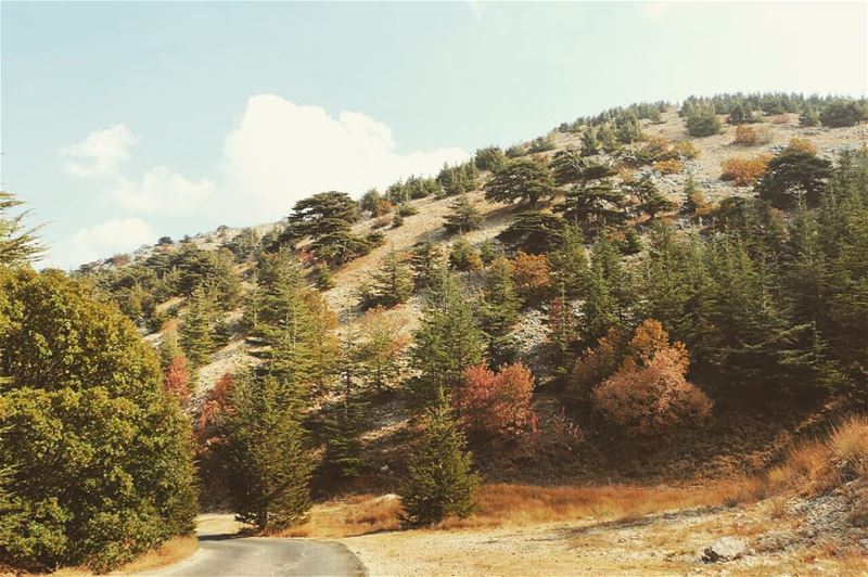 Sweet November 🍂🍃🍁  sweetnovember  november  shouf  barouk  cedarforest... (Barouk Cedar Forest)