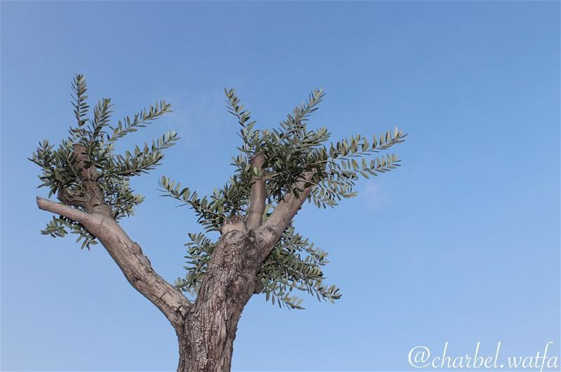  Symbol of  strength  longevity and of course  pure  Lebanese olive  tree...