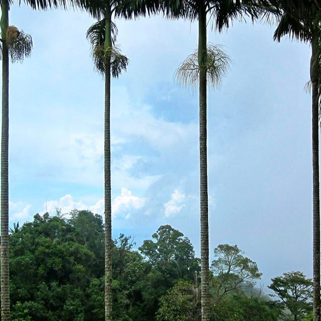 Symmetrical Palms, the views up on the hill are simply breathtaking,... (Penang Hill)