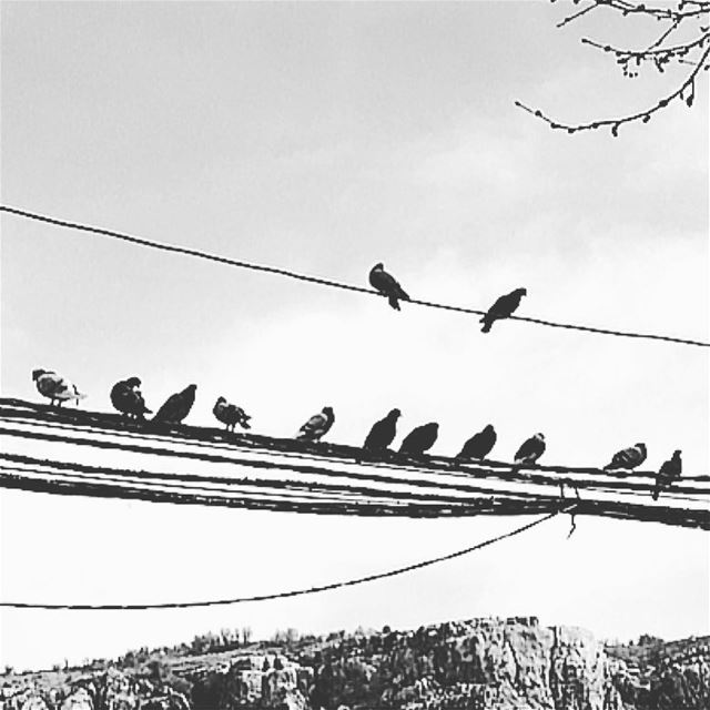 T H E  S Q U A D. squad  squadgoals  pigeon  wire  wired  birds  fly ... (Faraya, Mont-Liban, Lebanon)