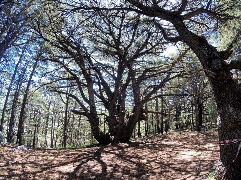 t r e e  o f  l i f e 🌲 lebanon  lebanon_hdr  gopro  goprolife ... (Al Shouf Cedar Nature Reserve)