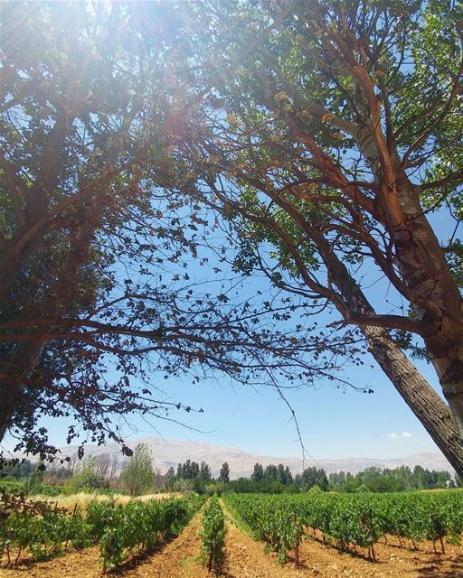 💫  Taanayel _______________________________ super_lebanon  instaamici ... (Deïr Taanâyel, Béqaa, Lebanon)