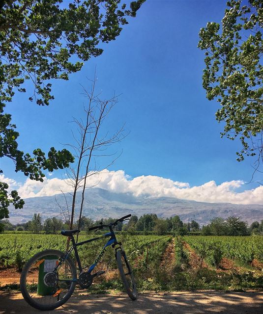 🌳🌥🚲 (Taanayel Lake)