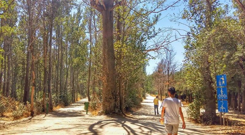  taaneyel  bekaa  lebanon  kalawounphoto  monbeauliban  insta_lebanon   🌳... (Deïr Taanâyel, Béqaa, Lebanon)