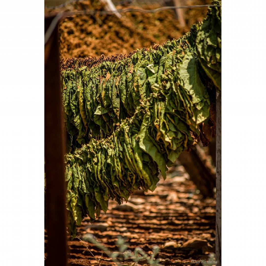  tabacco  farms  nature  earth   naturephotography  sun  green ...