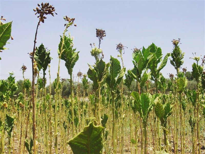 Tabaco Plantation