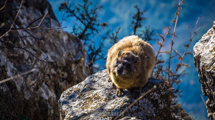Tabsoun (طبسون) is the Lebanese name for the Rock Hyrax (French: Daman des... (EcoVillage , Chouf)