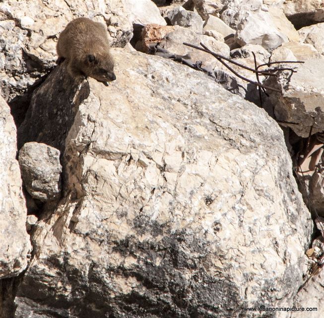 Tabsoun - طبسون or Rock Hyrax (Beaufort Castle, Lebanon)