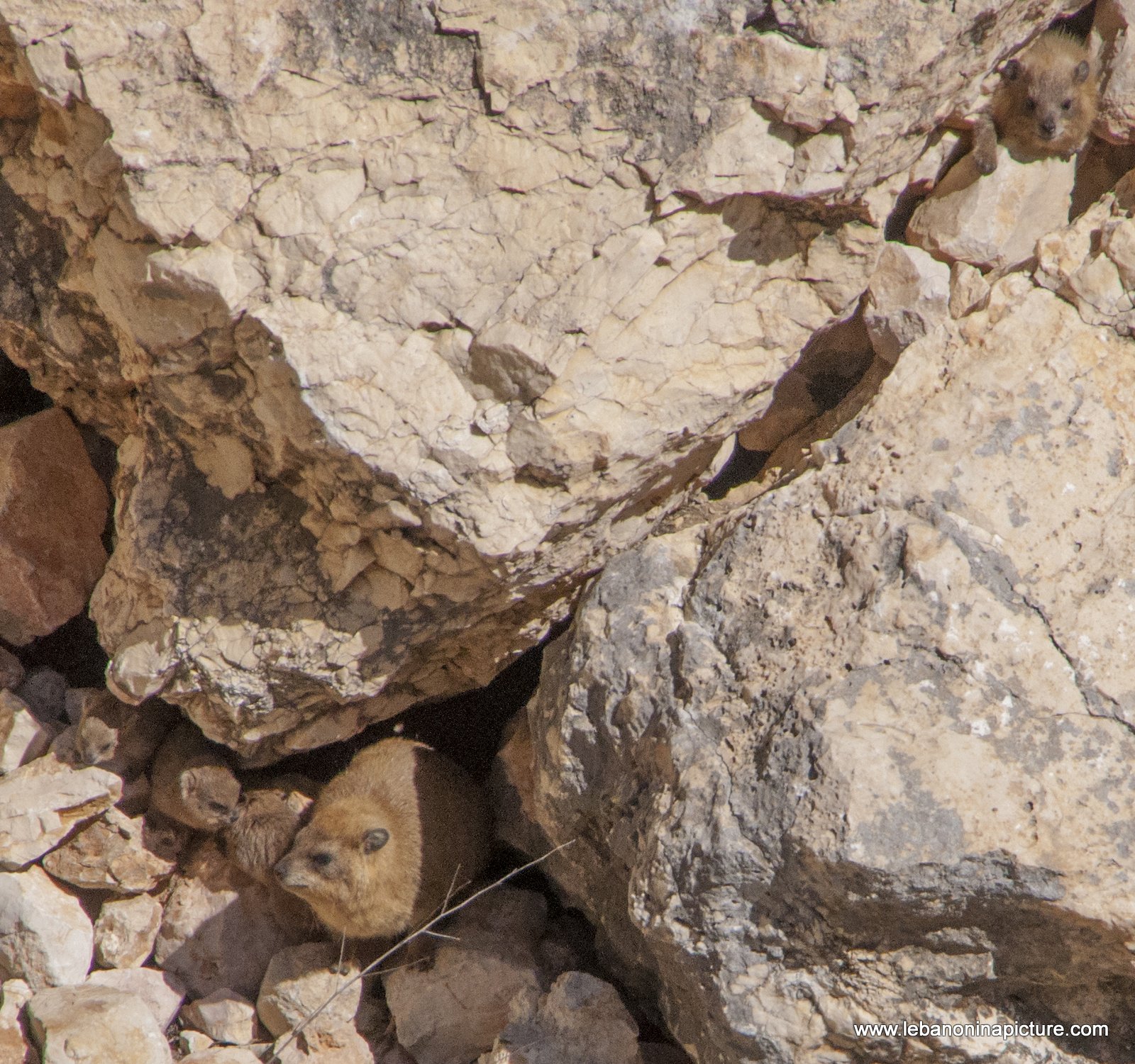 Tabsoun - طبسون or Rock Hyrax (Beaufort Castle, Lebanon)