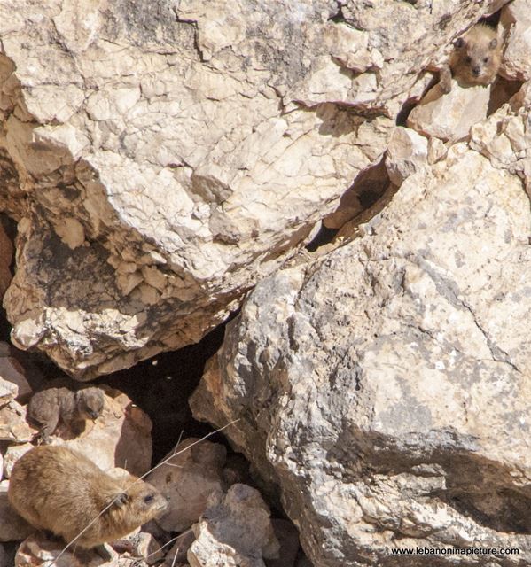 Tabsoun - طبسون or Rock Hyrax (Beaufort Castle, Lebanon)