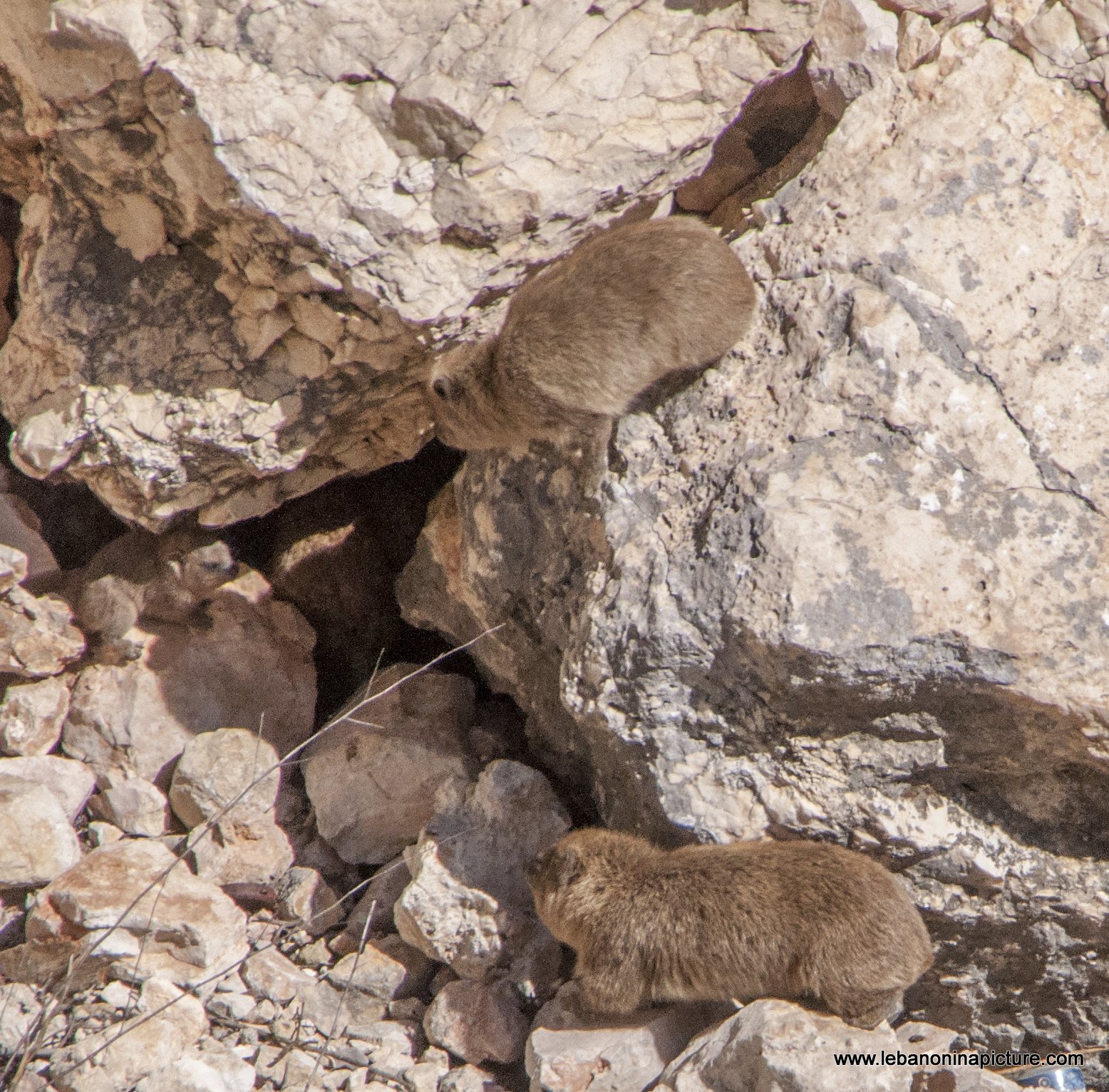 Tabsoun - طبسون or Rock Hyrax (Beaufort Castle, Lebanon)
