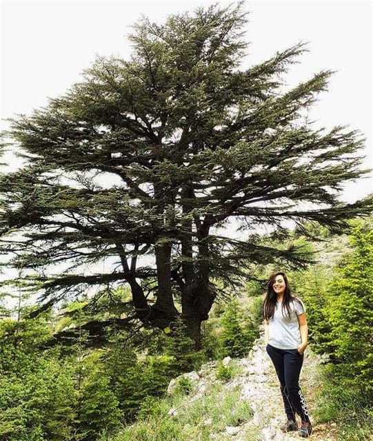  tagthedoc  hiking  nature  cedartree ... (Arz Tannoûrîne)
