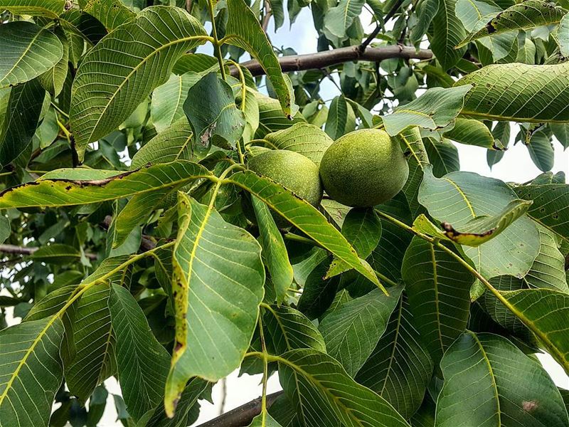 Take a look at these beautifully fresh green walnuts. They will be ready...
