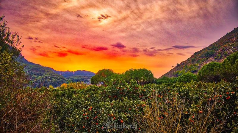 Take delight in the simplest things, the orange fields of amazing Bisri  ... (Bisri, Al Janub, Lebanon)