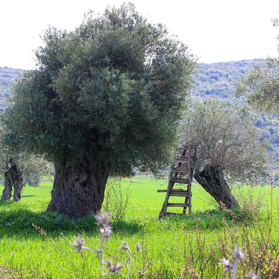 Take some rest here. greenland tree spring jnoub livelovejnoub... (سهل الميذنة- كفررمان)