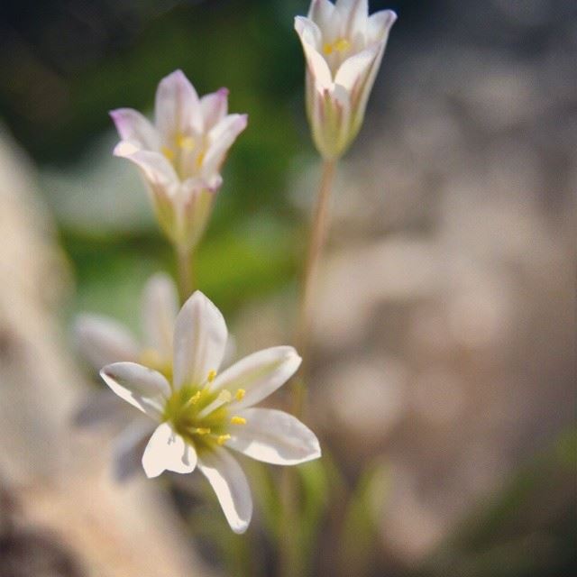 Taken at 3000 m !!Qurnat as sawda, lebanonShot taken and edited by me(...