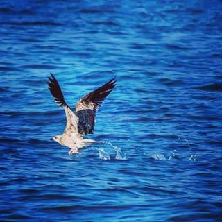  taking  off  bird  blue  sea  lebanon_hdr  ig_lebanon  lebanon  tripoli ...