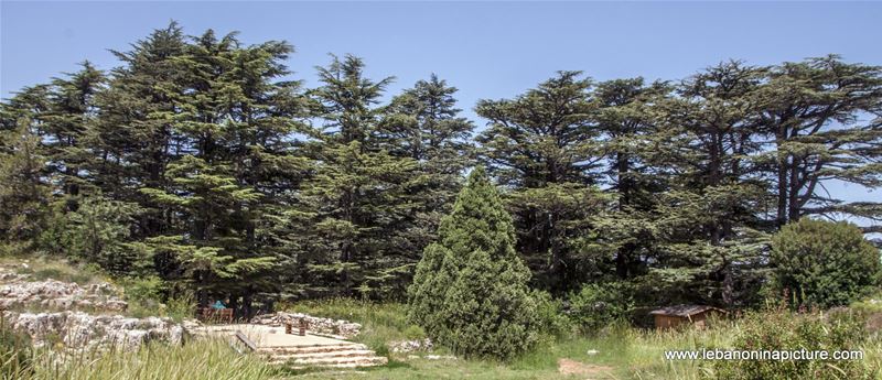 Tannourine Cedar Reserve (Arz Tannourine)