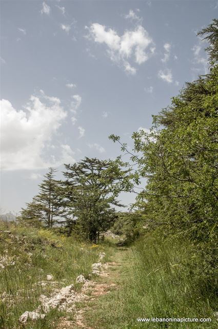 Tannourine Cedar Reserve (Arz Tannourine)