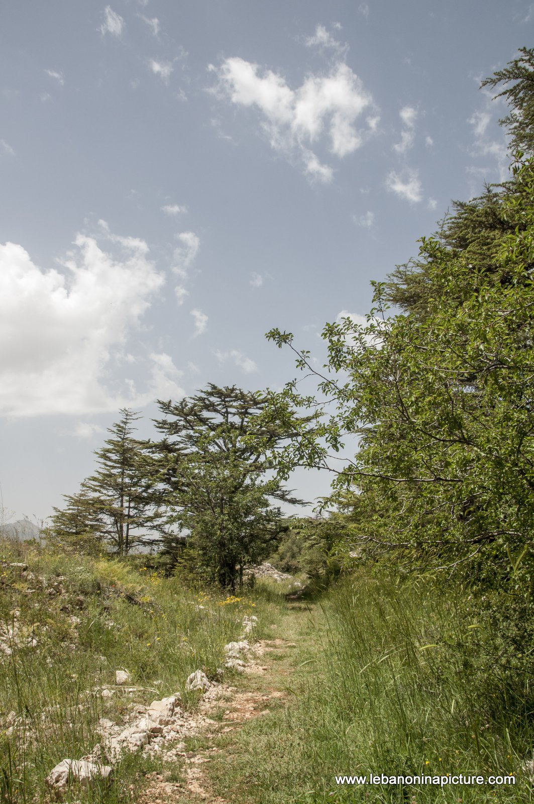 Tannourine Cedar Reserve (Arz Tannourine)