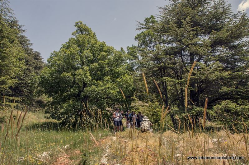 Tannourine Cedar Reserve (Arz Tannourine)