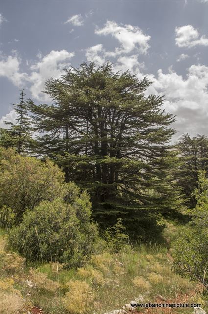 Tannourine Cedar Reserve (Arz Tannourine)