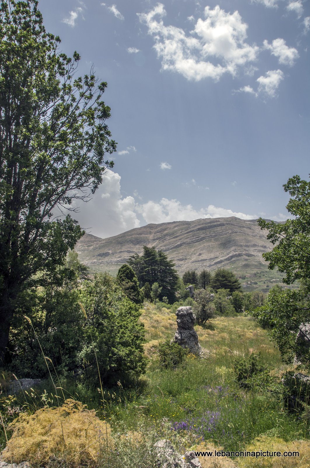 Tannourine Cedar Reserve (Arz Tannourine)